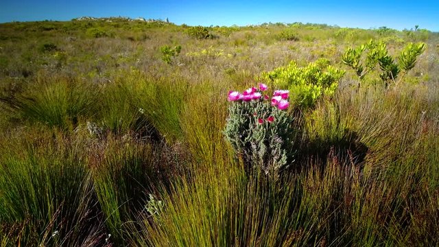 Pink native Cape Everlasting flowers amongst reeds swaying in wind in Fernkloof Nature Reserve, Hermanus, South Africa