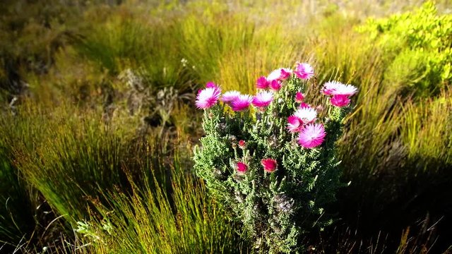 Close-up of native Cape Everlasting flowers swaying in wind in Fernkloof Nature Reserve, Hermanus, South Africa
