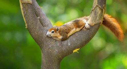 Beautiful brown squirrel sleep happily on the branches with green bokeh background-Image