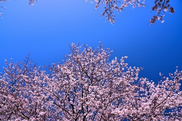 恩田川の桜