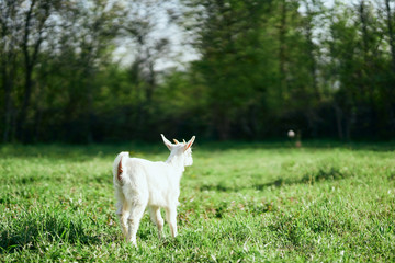 Obraz premium dog on green grass
