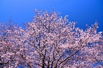 恩田川の桜