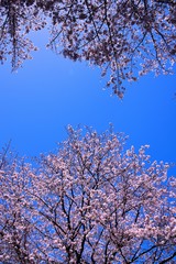 恩田川の桜