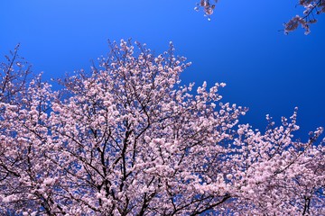 恩田川の桜