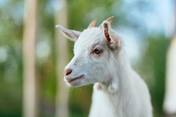Obraz premium portrait of a goat