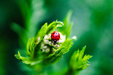 Macro of ladybug on flower