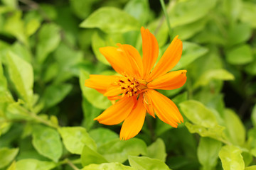 orange color flower and green leaf