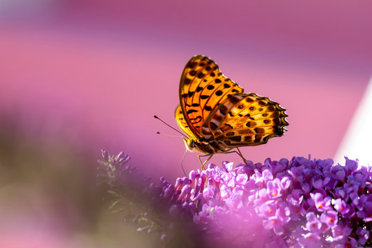 A Butterfly On The Purple Flowers