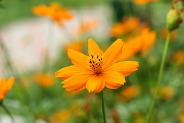 close up of small orange color flowerwith defocus background