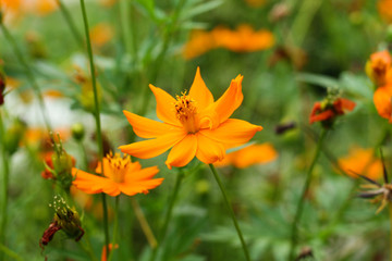 closeup of small orange color flower