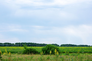 Fototapeta na wymiar Green background with a beautiful lawn and blue sky