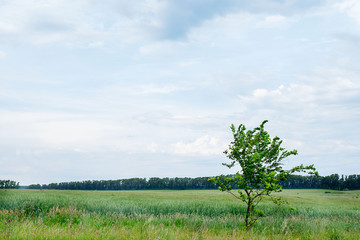 Obraz premium Green background with a beautiful lawn and blue sky