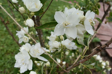 The buds of Jasmine.