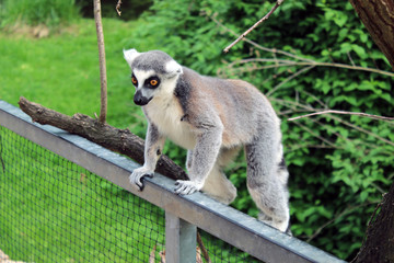 Fototapeta premium Lemur in a zoo watching the visitors