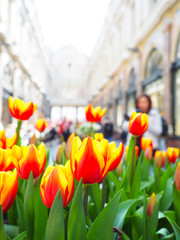 Obraz premium Beautiful tulips in spring Symbol of the country of the Netherlands