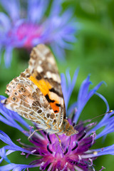 Fototapeta Kolorowy motyl na kwiecie. obraz