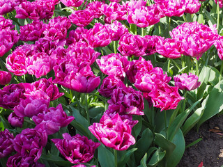 Beautiful tulips in spring Symbol of the country of the Netherlands