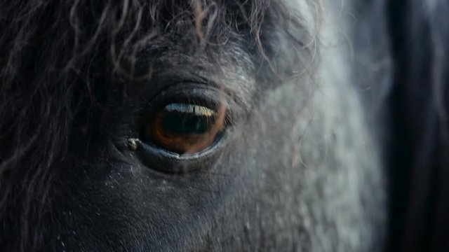Closeup of a beautiful black horse brown eye .