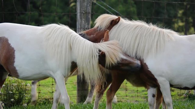 Cute brown and white miniature horses licking each other in the park.