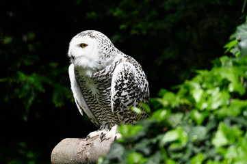 Female snowy owl sitting in aviary.