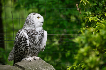 Female snowy owl sitting in aviary.