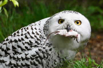 Female snowy owls holding a mouse in its beak.