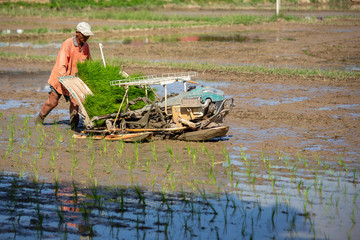 LAMPANG, THAILAND – July 16, 2019: Rice farming  Thai farmers plant rice seedlings in the field.