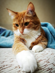 A big cute red cat lies on a soft sofa with a blue blanket and looks away