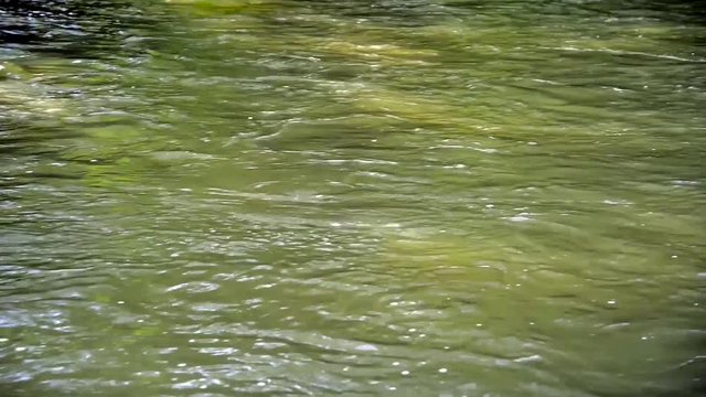 Reflecting  dirty dark green Olt river flowing at summertime close up footage