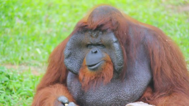 Orangutan eating in the garden.