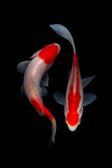 Naklejka premium Koi fish Black background nature fish