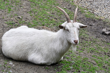 Lying white goat outside in the paddock.