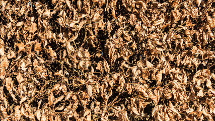 Dry faded hedge texture