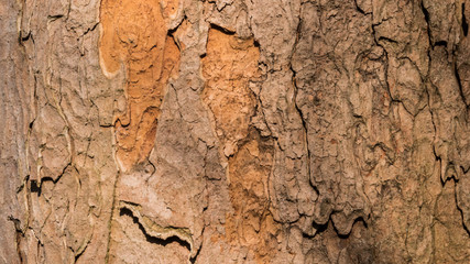 Tree bark surface texture