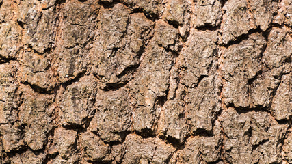 Tree bark surface texture