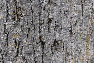 Tree bark texture