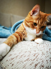 Fototapeta na wymiar A big cute red cat lying on a soft sofa with a blue plaid.