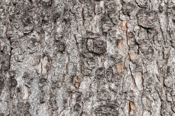 Tree bark surface texture