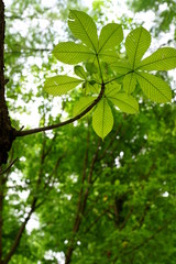 トチノキのユニークで大きい葉