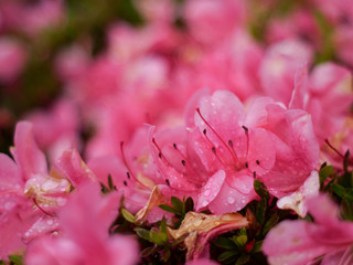 雨ツツジ