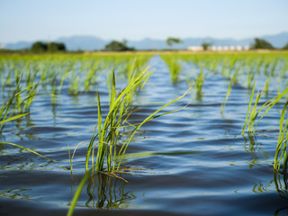 田植え