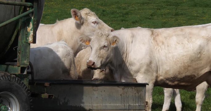 Charolais Cattle, a French Breed, Herd at the trough, Normandy in France, Slow motion 4K