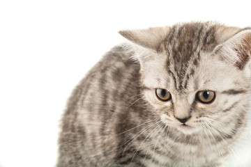 Grey Tabby Cat - Close Up