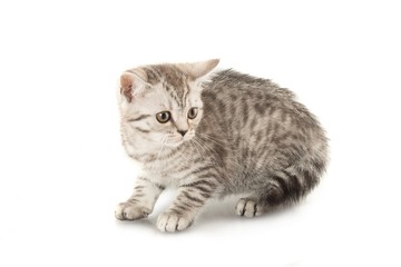 Fototapeta na wymiar Grey Tabby Cat