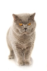 Chartreux Cat