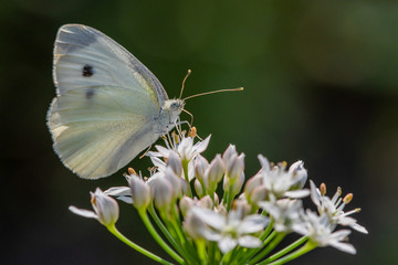 Allphotokz Butterflies 20170827 7083 D810