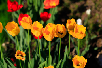 Tulip on natural blurred background. delicate tulip flower with petals and bright green leaves.