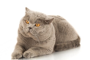 Charteux Cat Lying Down © BillionPhotos.com