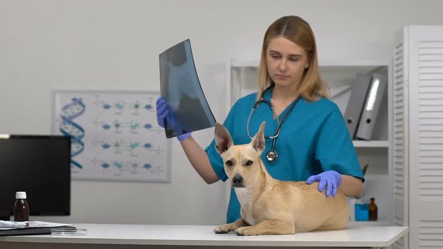 Female vet looking at x-ray image, stroking dog on table, pet health examination