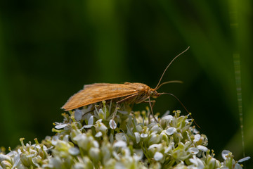 Obraz premium Allphotokz Butterflies 20180516 7580